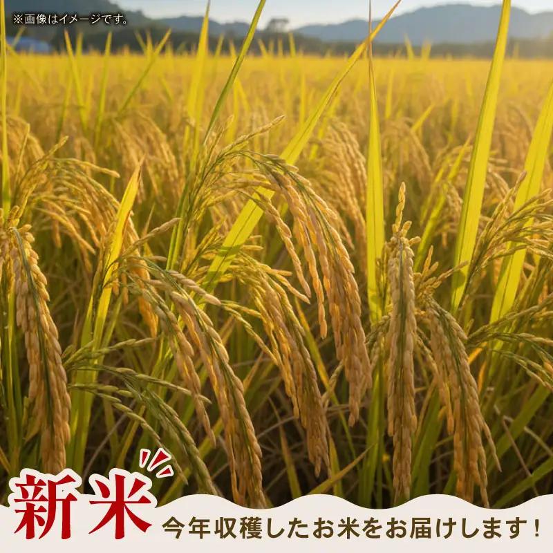 【先行予約】玄米 5㎏ コシヒカリ 令和8年度 玄米 3回定期便