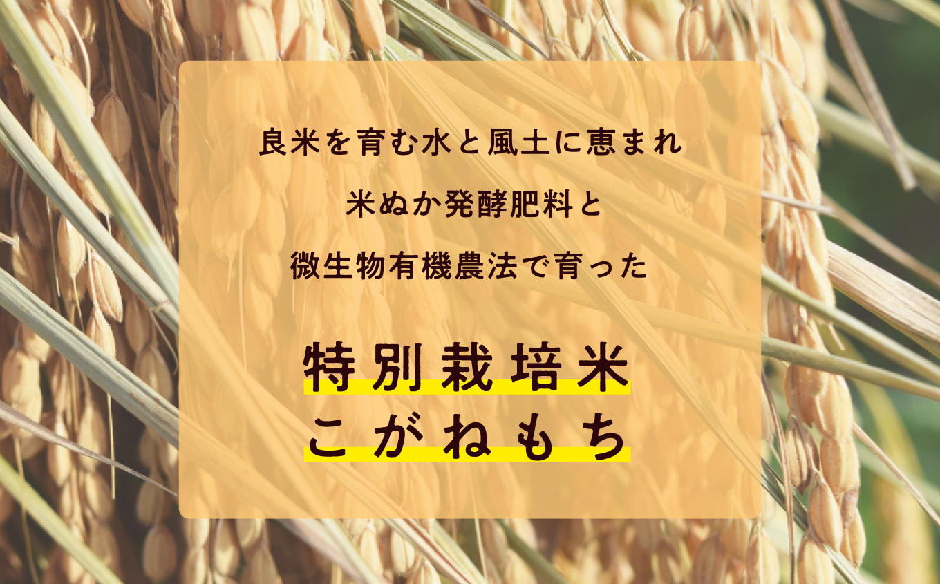 菊姫米　高級ブランドもち米こがねもち使用　もち米1kg×2袋【ADATARAふぁーむ】