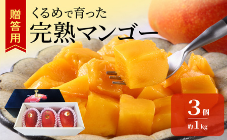 【2026年6月以降お届け】くるめで育った完熟マンゴー（3個：約1kg）_先行予約 贈答用 トロ～ッと口のなかでとろける くるめで育った 完熟マンゴー 3個 約 1kg 甘い 子供も安心 フルーツ  果物 マンゴー 完熟 国産 冷蔵 クール便 倉重農園 お取り寄せ 福岡県 久留米市 送料無料_Fm013