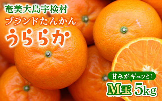 【2027年1月下旬~2月発送分】ご好評につき再入荷！完熟 ブランド たんかん M玉 5kg 【予約 数量限定】優品 良品 柑橘 みかん 奄美大島産 果物 奄美のみかん 厳選 糖度10度以上 甘い 数量 期間 限定 鹿児島 おすすめ ランキング プレゼント ギフト 家庭用 平田たんかん倶楽部 はるか農園 奄美 宇検村