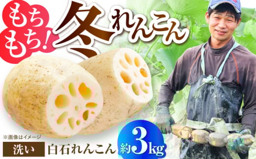 【年内配送】土壌からこだわった白石町産洗いれんこん約3kg【野中農園】佐賀県産 農家直送 直送 白石れんこん レンコン 蓮根 根菜 野菜 白石町産 高品質 九州 佐賀県 白石町 [IDC006]