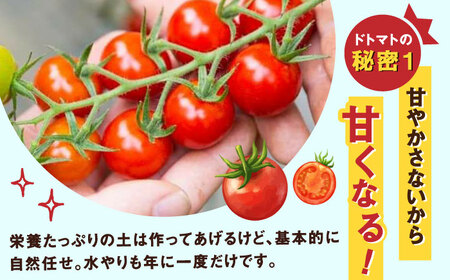 【2026年11月下旬発送】ドトマト1号 2kg / トマト 野菜 / 佐賀県 [41AAAC001]