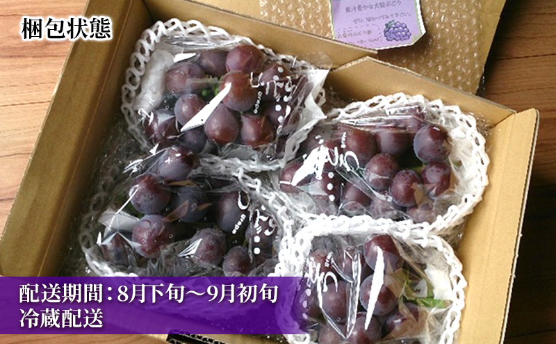 大玉 高級品種ぶどう 藤みのり 2房 ぶどう 藤稔 神奈川県 綾瀬市産 果物 フルーツ 最高級 品質 甘い 産地直送 果汁 贈り物 ギフト