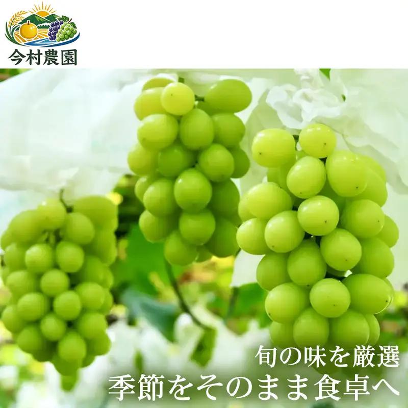 【圧巻の大粒】食べ応え抜群グロースクローネ 2～5房(約2kg) 1箱 グロースクローネ ぶどう フルーツ 高級 大粒 甘い 濃厚 ギフト 贈答用 家庭用 お取り寄せ 熊本県