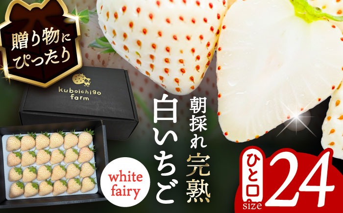 白いちご　White Fairy 24粒 果物 いちご フルーツ 愛西市 / くぼ苺農園 【配達不可：北海道・沖縄・離島】[AECJ018]