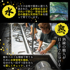 【数量限定】鹿児島県産！秘伝の特上スタミナうなぎ超特大蒲焼き1尾＜200g以上！＞焼肝20g付き！ a0-304