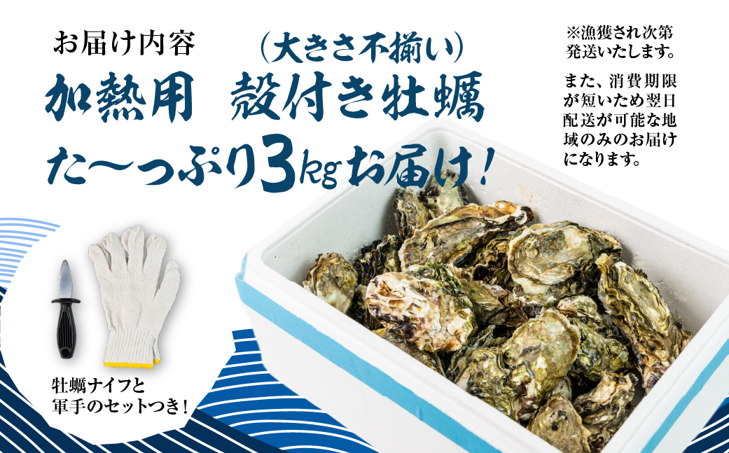 【先行予約】訳あり 殻付き 生牡蠣 3kg 加熱用 軍手・牡蠣ナイフ付 牡蠣 カキ かき 生 殻付牡蠣 フライ 鍋 バーベキュー BBQ 海鮮 魚介 魚貝 貝 魚介類 新鮮 渥美半島 田原市 愛知県 