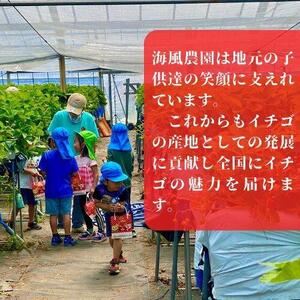 【先行予約】《限定4月発送》  朝採り同日出荷 イチゴ　御前崎産かおり野　1kg(250g×4パック)