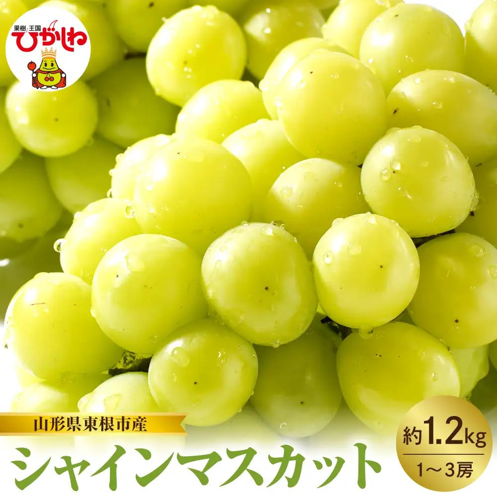 2026年産 シャインマスカット 約1.2kg シャインマスカット