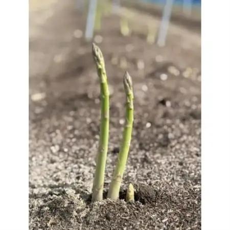 【先行予約】令和9年 山形県川西町産 雪国春アスパラガス (超極太)3L～4Lサイズ　250g【配送不可地域：離島・北海道・沖縄県・信越、北陸・近畿・中国・四国・九州】【1764693】