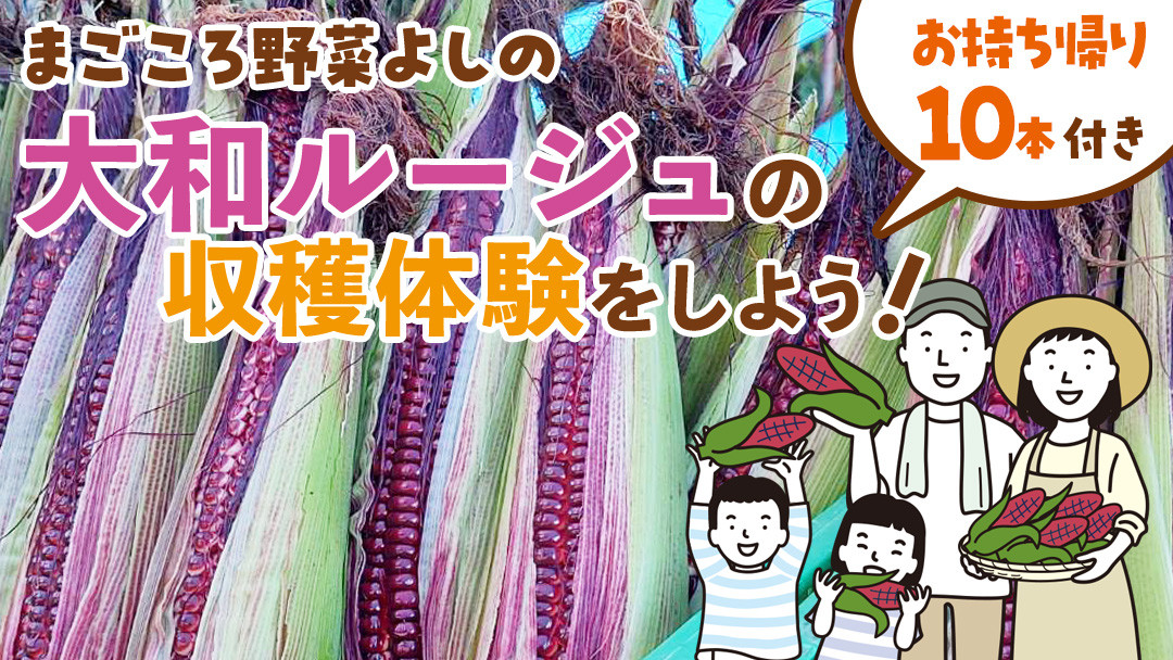 
            大和ルージュの収穫体験をしよう！ ( お持ち帰り約10本付き ) 収穫体験 トウモロコシ とうもろこし コーン 野菜 [DX030ci]
          