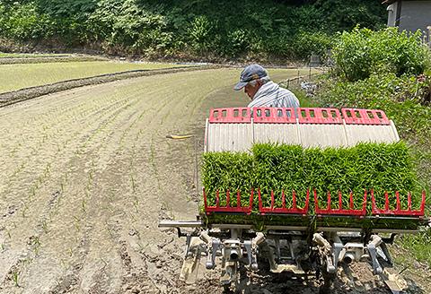 岡山県井原市産ヒノヒカリ精米15kg【2023年11月上旬より発送】