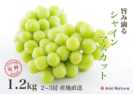 【2026年発送★先行予約】さわやかに滴るシャインマスカット 約1.2kg以上 065-023-26y