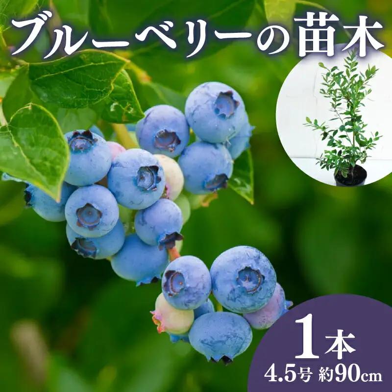 【 先行予約 ：2026年10月発送開始 】 ブルーベリー 苗 苗木 家庭菜園 苗
