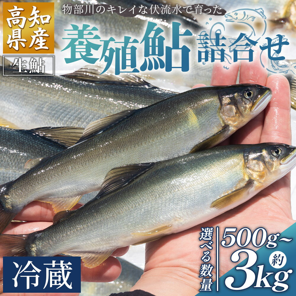【ふるさと納税】【選べる内容量】高知県産 生鮎 500g~3kg 物部川のキレイな伏流水で育った 養殖鮎 詰合せ - 選べる 数量 国産 アユ あゆ 魚 魚介 海鮮 養殖 川魚 塩焼き 炊き込みご飯 鮎飯 カネミツ養鮎 高知県 香南市【冷蔵】