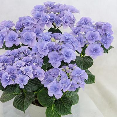 ふるさと納税 藤枝市 【母の日に!】アジサイ鉢植え　ブルー系 5号 |  | 01