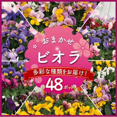 ふるさと納税 藤沢市 【生産農場直送】ビオラ おまかせ 48ポット