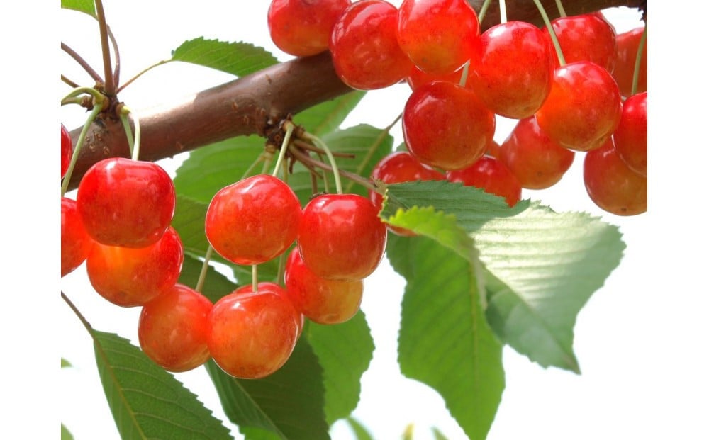 
                  【2026年発送】紅秀峰 約500g×2P（L～2L）特秀
                