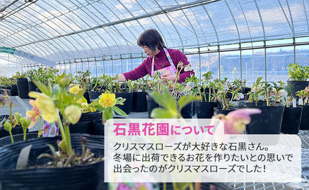 【数量限定】北海道芦別市 石黒花園 クリスマスローズ ダブル 2鉢 色・形おまかせ
