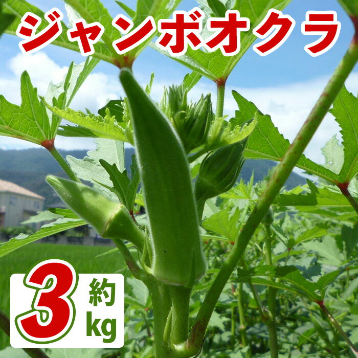 【ふるさと納税】＜先行予約！2026年7月上旬以降順次発送予定＞ジャンボオクラ(約3kg) オクラ おくら ジャンボ 香川県 おひたし 天ぷら 野菜 夏野菜 農作物 ベジタブル 【man352】【Aglio nero】