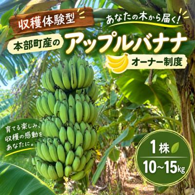 ふるさと納税 本部町 【収穫体験型】あなたの木から届く!沖縄本部町産のアップルバナナ オーナー制度1株