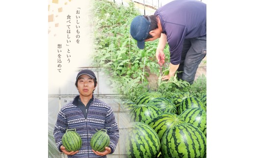 【 先行予約 】小玉スイカ 熊本和水町産 スイカ 小玉 1玉 | 熊本県 和水町 くまもと なごみまち すいか 西瓜 スイカ 小玉 1玉