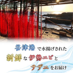 活 伊勢海老 サザエ セット A 10月～5月中旬出荷予定 獲れたて 活伊勢えび 2～3匹 活サザエ 4～15個 伊勢えび 伊勢エビ さざえ 海老 えび エビ 貝 魚介 魚介類 海鮮 海鮮セット 冷蔵