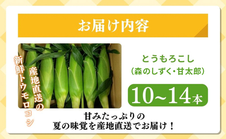 コーン 先行予約 とうもろこし 10～14本入り 産地直送 野菜 夏野菜 おやつ 夏 2026年