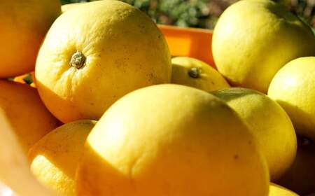 【中～大玉】自然栽培 土佐文旦 約5kg くだもの 果物 フルーツ 柑橘 岡垣町 【2026年3月上旬～4月下旬順次発送予定】