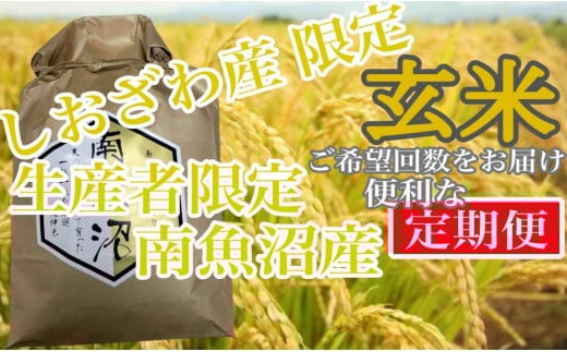 
            【令和7年産】【定期便4kg×12ヶ月】玄米 しおざわ産限定 生産者限定 南魚沼産コシヒカリ【2025年10月上旬より順次発送予定】
          