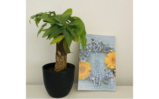 観葉植物鉢植えとamazonベストセラー 著作本「いのちの原点」のセット（読者特典動画視聴サービス付） [5720847]