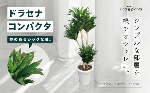 観葉植物 ドラセナコンパクタ8号（約H80cm～100cm） / 秦野 神奈川 インテリア オシャレ 室内 南国感 鉢物 常緑低木  美しいフォルム ギフト 育てやすい　055-04