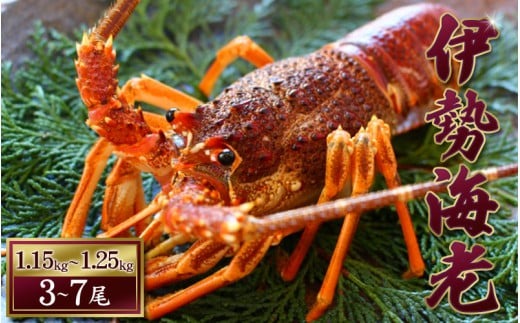 天然 伊勢えび（活）3～7尾 1.15～1.25kg【2025年10月中旬頃から2026年3月末までに順次発送（1月は漁不可）】 / 伊勢えび 伊勢海老 海老 海鮮 天然 えび 【enk003】
