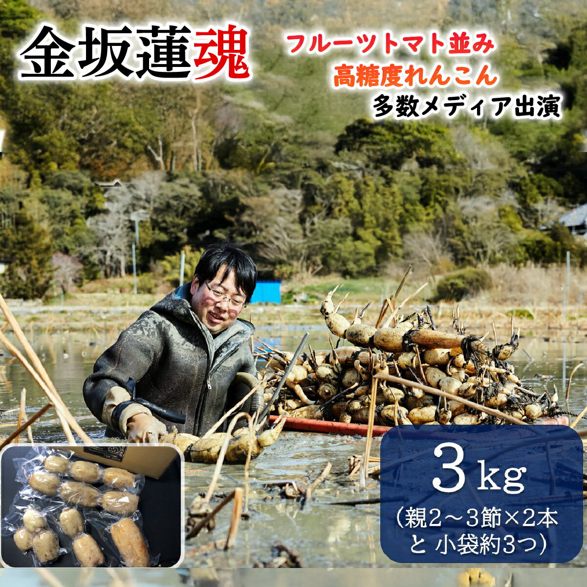 【ふるさと納税】【10月上旬～順次発送】 千葉県産 れんこん真空パック(3kg)自然栽培【金坂蓮魂】ふるさと納税 やさい 野菜 根菜 れんこん レンコン 蓮根 季節 旬 シャキシャキ 金坂蓮魂 かねさかれんこん カネサカレンコン 長南町 千葉県 CNX003