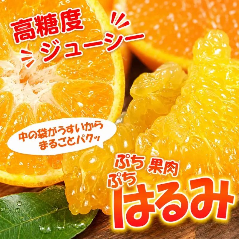 はるみ 約2.8kg/サイズおまかせ　※2027年1月下旬～2027年3月中旬頃に順次発送予定(お届け日指定不可)　紀伊国屋文左衛門本舗　【ntbt461B】