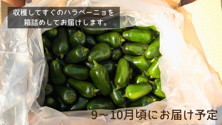 ハラペーニョ 1kg コジカジュ園 農家直送 先行予約 2026年9月上旬