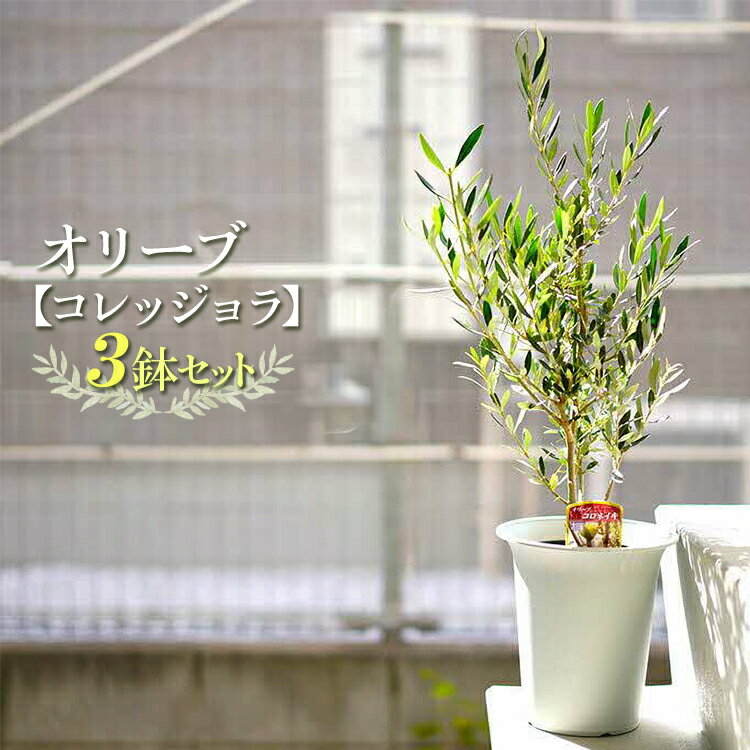 【ふるさと納税】【3鉢セット】オリーブの木 品種：コレッジョラ 6号鉢 シンボルツリー ※離島への配送不可| 観葉植物 3本 植物 グリーン オリーブの木 コレッジョラ 室内 苗 鉢植え ギフト 贈答 贈り物 プレゼント お中元 お歳暮 直送 農家直送 古河市 _FC13