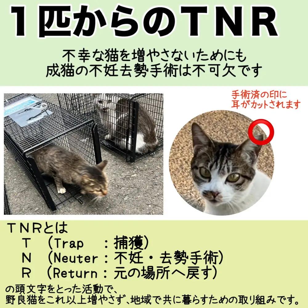 【返礼品なし】地域猫・保護猫譲渡活動支援　NPO法人ざま野良猫を増やさない会 11,000円 | 猫 ねこ 動物 保護 愛護 譲渡 保護活動 応援 支援 寄附