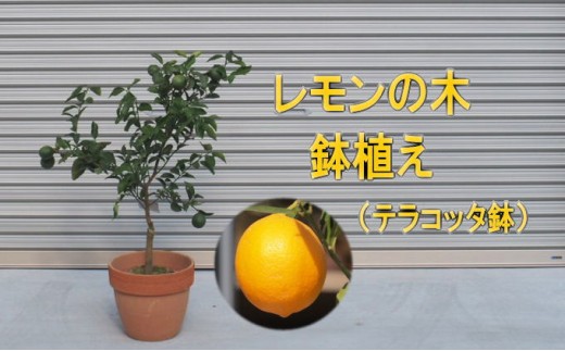 
苗木 レモンの木鉢植え テラコッタ鉢 30cm 配送不可 北海道 沖縄 離島
