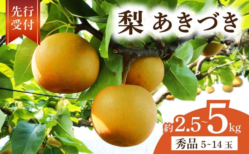 
                  【2026年先行予約】 千葉県産 梨 あきづき 選べる 約 2.5kg 5kg 秀品 あきづき梨 なし 和梨 果物 果実 くだもの フルーツ 旬の果物 9月発送 2026 国産 千葉 千葉産 秋月 秋月梨 新鮮 鮮度 旬 厳選 贈答 贈り物 ふるさと納税 産地 送料無料 千葉県 旭市 齋藤園 ste
                