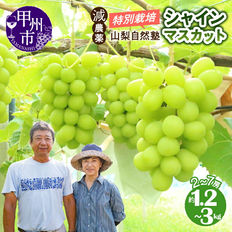 【ふるさと納税】 シャインマスカット 選べる 内容量 約1.2kg〜約3kg 果物 フルーツ 葡萄 ぶどう ブドウ 果実 2026年発送 期間限定 数量限定 8月 9月 発送 8月下旬から発送 ギフト 贈答 特別栽培 減農薬 自然塾 山梨 甲州市 社員マスカット （YSGK）