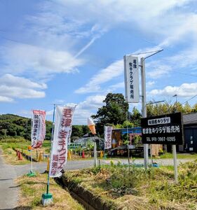 生キクラゲ 約300g | きくらげ 農薬（化学肥料）：栽培期間中不使用