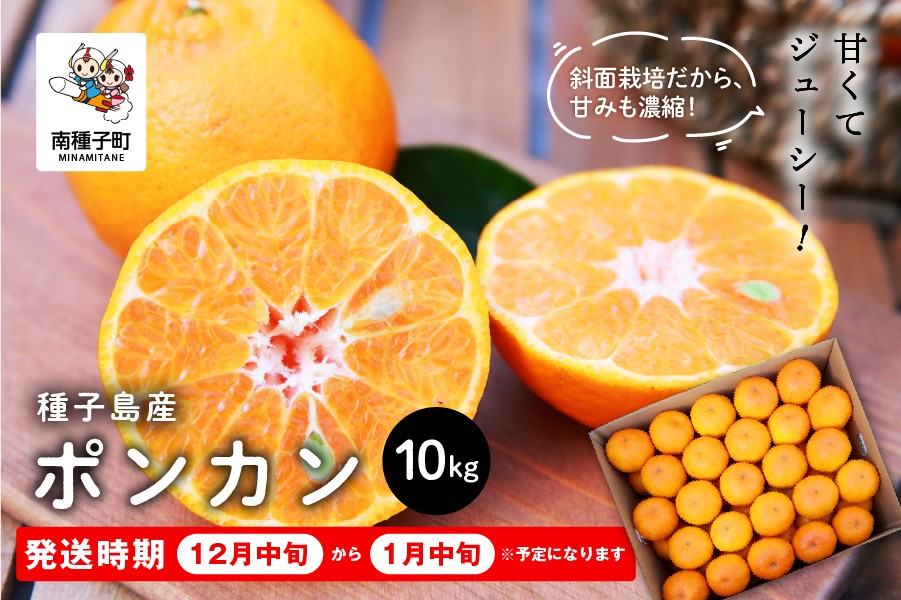 《先行予約　2024年12月以降順次発送》種子島産ポンカン10kg（約65玉）