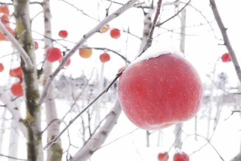 【ANA限定】【2026年1月上旬発送】りんご約3kgサンふじ〈氷点寒熟〉青森県産