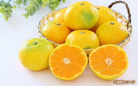 早生みかん　約4.5㎏ 【くまふる】[ZBG082]