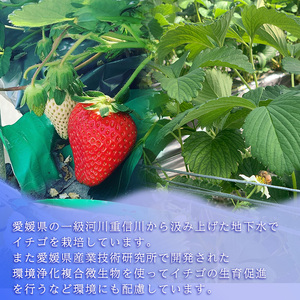 【2026年7月下旬から発送】愛媛県オリジナル品種 紅い雫の冷凍イチゴ 1.5kg いちご いちご いちご いちご いちご【WN0035】