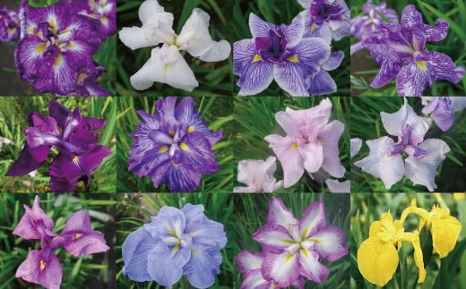 石照庭園　花しょうぶ　花菖蒲（アイリス）品種見計らい12株 【島根県 雲南市 春 夏 秋 冬 四季 季節 花 花しょうぶ 花菖蒲 アイリス】