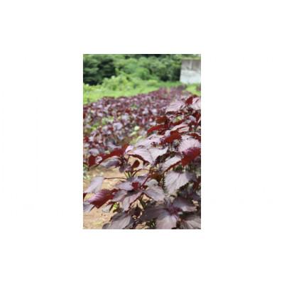 ふるさと納税 秦野市 〈2026年7月発送予定〉【夏の暑さに負けるな!】「天神赤しそ」1500g from 名水の里 秦野 |  | 03