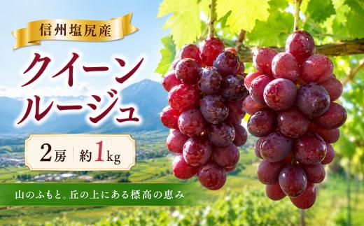 【2026年先行予約】信州塩尻産 クイーンルージュ 2房 約1kg 【9月下旬頃～10月下旬にかけて順次発送予定】｜ クイーンルージュ ぶどう 葡萄 フルーツ 果物 YoshieVineyard  塩尻市 長野県 信州
