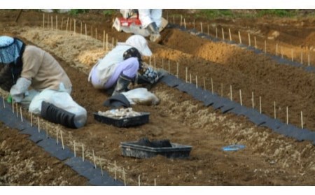 【先行予約・数量限定】小清水の自然薯 カット 800g | じねんじょ 山芋 とろろ 切り芋 切芋[ZB460]